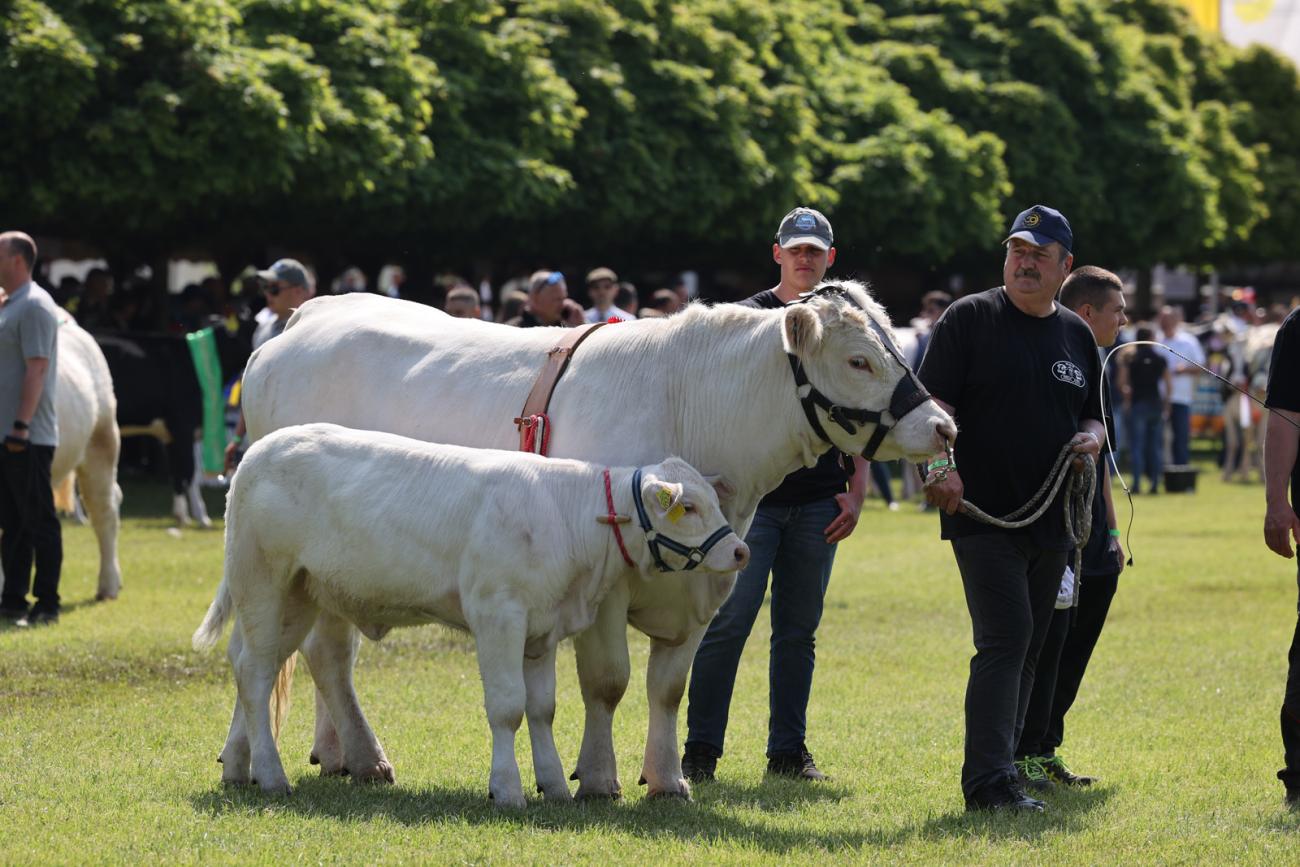 Tenyészállat-kiállítások: páratlan lehetőség számunkra
