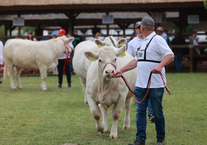 Az érem két oldala